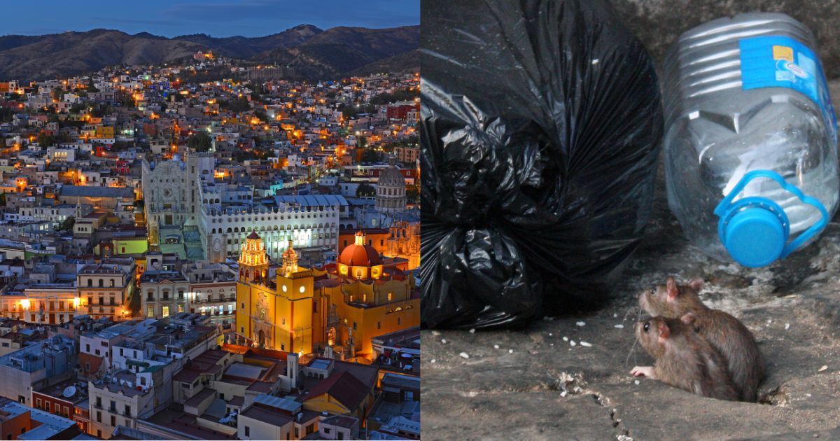 Aumenta presencia de ratas en parques de la Ciudad de México - Nueva ...